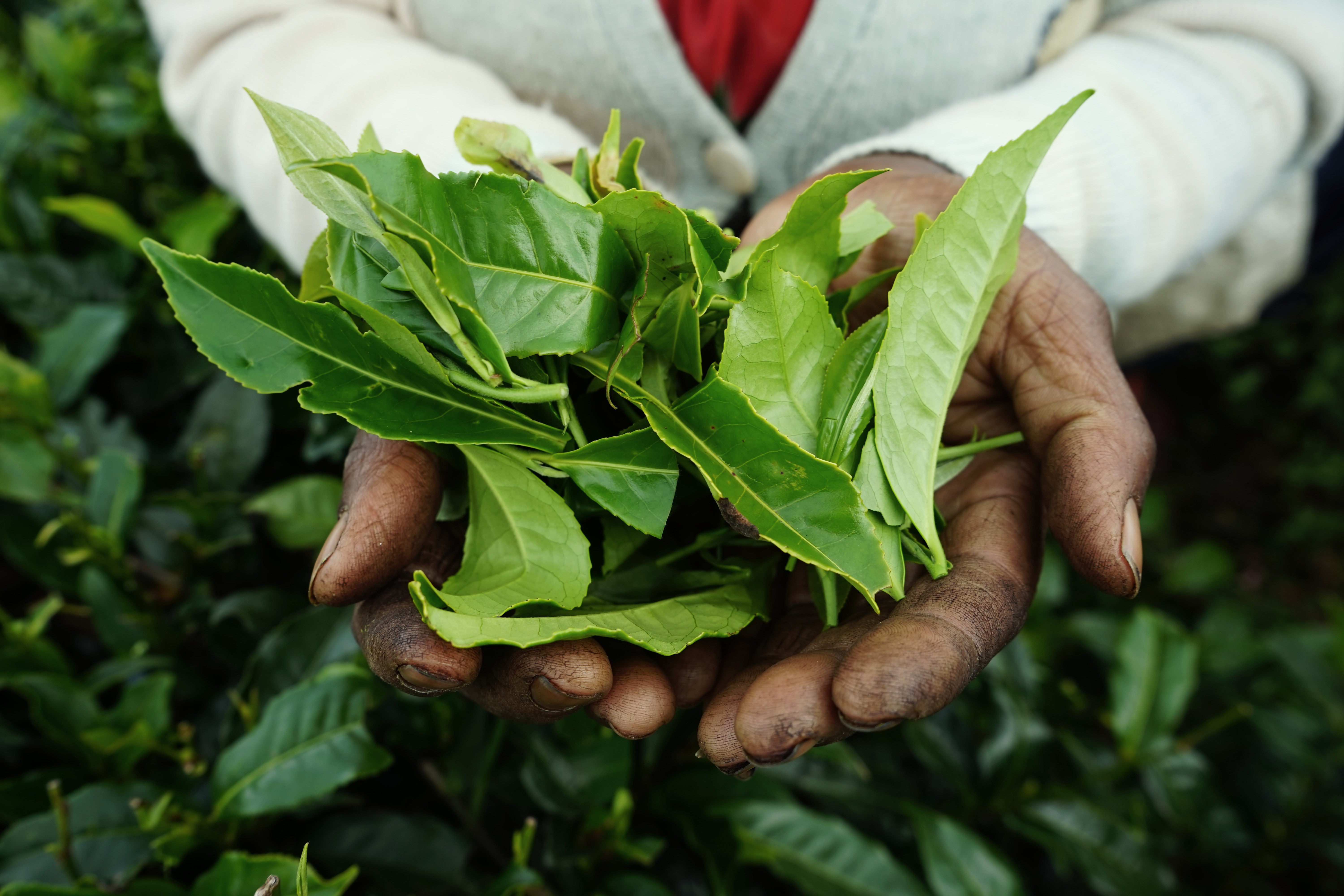 Bienfaits et différences entre le thé noir, vert, matcha, Rooibos